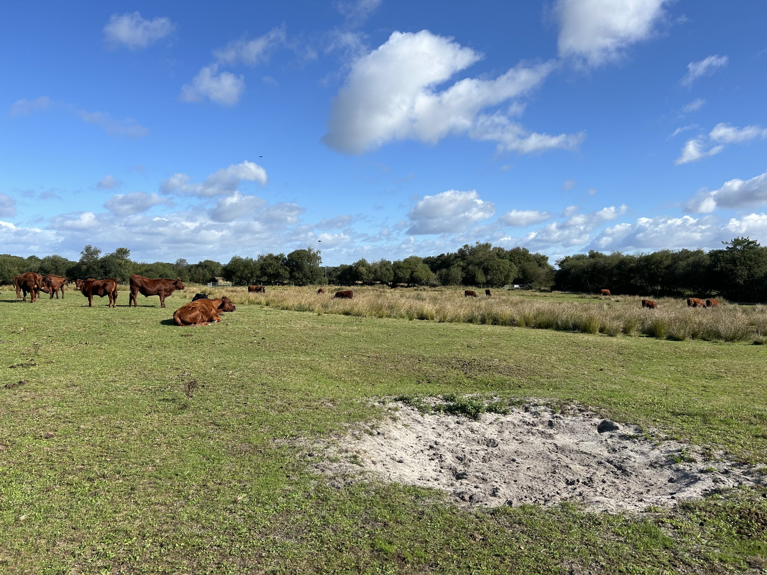 Photo of cattle grazing, with a area of bare ground in the foreground.